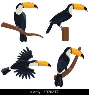 Ensemble vectoriel de toucans dans différentes poses. Oiseaux tropicaux de style dessin animé isolés sur fond blanc. Illustration de Vecteur