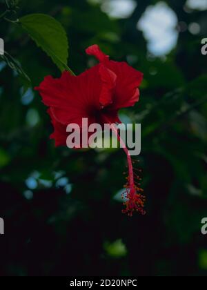 Une fleur d'hibiscus hawaïen rouge est suspendue dans un arbre. L'arbre est dans une forêt et le fond flou est plein de lèvres vertes. Banque D'Images