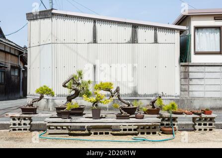 Bonsai étant arrosé dans la rue, Naoshima, Japon Banque D'Images