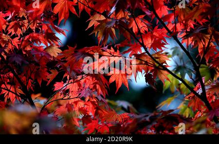 Couleurs d'automne dans le Pinetum national de Bedgebury, près de Flimwell dans le Kent. Banque D'Images