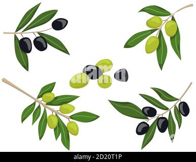 Ensemble vectoriel de branches d'olive. Olives noires et vertes isolées sur fond blanc. Illustration de Vecteur