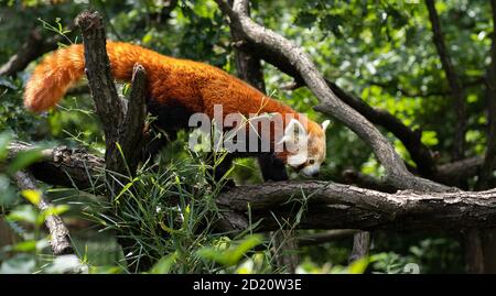 Le panda rouge monte sur une branche de l'arbre. Photo du panda rouge en voie de disparition. Banque D'Images