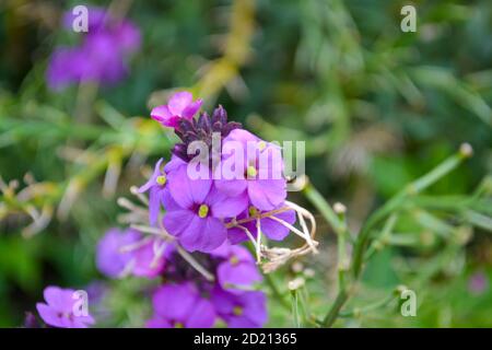 Photo en gros plan de belles fleurs roses et violettes Banque D'Images