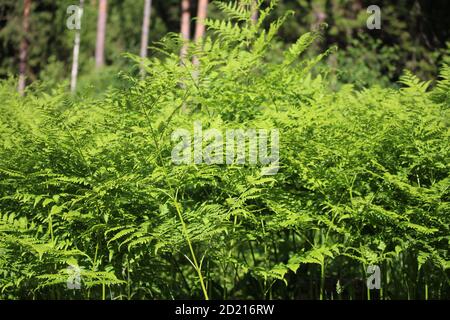 Nephrolepis exaltata, la fougères d'épée, est une espèce de fougères de la famille des Lomariopsis. Feuilles de fougères vertes Banque D'Images