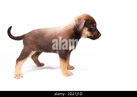 chiot dans un rack sur fond blanc Banque D'Images