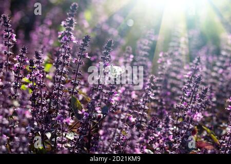 papillon sur lavande en fleur gros plan sur un grand champ avec le soleil briller sur fond. Banque D'Images