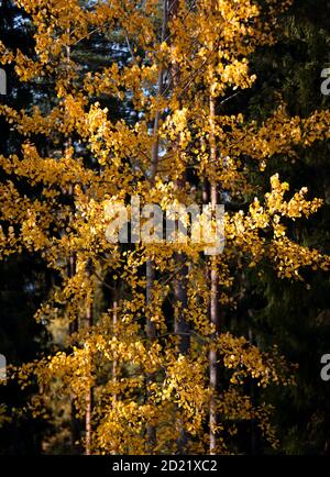 Tremble jaune vif en bordure d'une forêt Banque D'Images