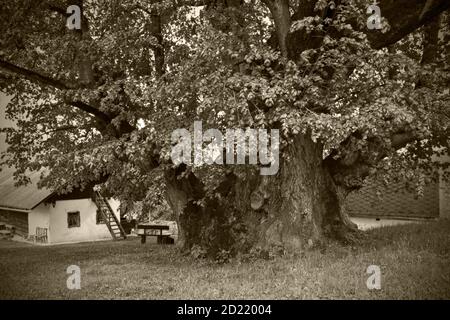 UEBELBACH, AUTRICHE - 29 AOÛT 2014 : chaux feuillue (tilia cordata), un des plus grands arbres d'Autriche avec une circonférence de près de 13 mètres et un âge d'abo Banque D'Images