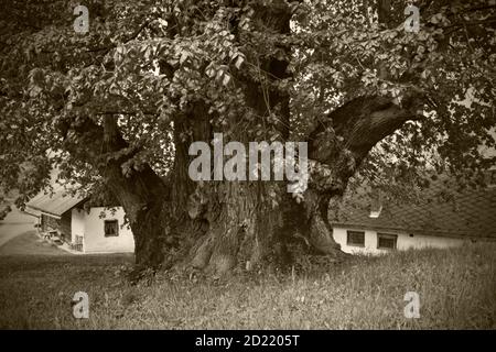 UEBELBACH, AUTRICHE - 29 AOÛT 2014 : chaux feuillue (tilia cordata), un des plus grands arbres d'Autriche avec une circonférence de près de 13 mètres et un âge d'abo Banque D'Images