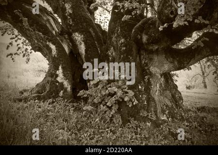 UEBELBACH, AUTRICHE - 29 AOÛT 2014 : chaux feuillue (tilia cordata), un des plus grands arbres d'Autriche avec une circonférence de près de 13 mètres et un âge d'abo Banque D'Images