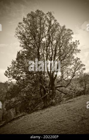 UEBELBACH, AUTRICHE - 29 AOÛT 2014 : chaux feuilletée (tilia cordata), l'un des plus grands arbres d'Autriche avec une circonférence de près de 9 mètres, près de lambacherhof Banque D'Images