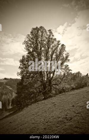 UEBELBACH, AUTRICHE - 29 AOÛT 2014 : chaux feuilletée (tilia cordata), l'un des plus grands arbres d'Autriche avec une circonférence de près de 9 mètres, près de lambacherhof Banque D'Images