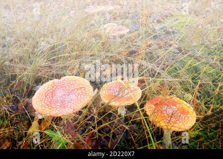 Tabourets dans l'herbe. Champignons toxiques en forêt. Mycélium dans la lumière du soleil. Matin ensoleillé d'été en clairière aux champignons. Banque D'Images