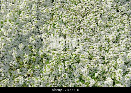 La variété annuelle de l'alyssum 'moquette neige' pendant les regards fleuris comme un nuage blanc de petites fleurs Banque D'Images