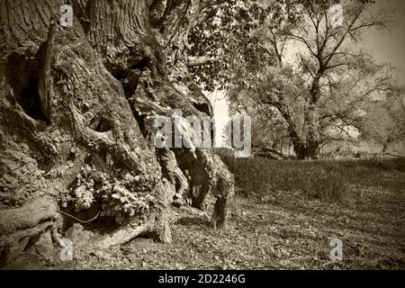 ASTEN, AUTRICHE - 29 MARS 2014 : saules blancs géants (salix alba) dans une forêt riveraine près du danube Banque D'Images