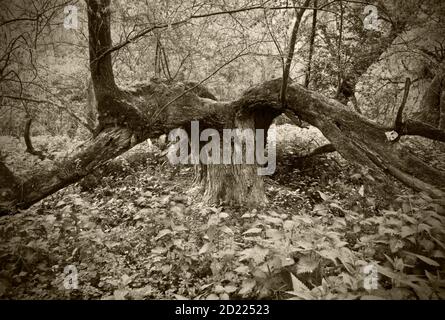 ASTEN, AUTRICHE - 29 avril 2014 : saules blancs géants (salix alba) dans une forêt riveraine près du danube Banque D'Images