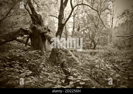 ASTEN, AUTRICHE - 29 avril 2014 : saules blancs géants (salix alba) dans une forêt riveraine près du danube Banque D'Images