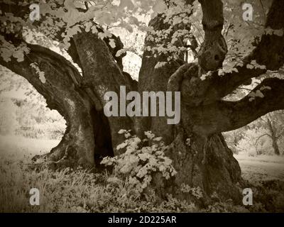 UEBELBACH, AUTRICHE - 29 AOÛT 2014 : chaux feuillue (tilia cordata), un des plus grands arbres d'Autriche avec une circonférence de près de 13 mètres et un âge d'abo Banque D'Images