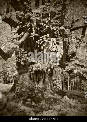 UEBELBACH, AUTRICHE - 29 AOÛT 2014 : chaux feuilletée (tilia cordata), l'un des plus grands arbres d'Autriche avec une circonférence de près de 9 mètres, près de lambacherhof Banque D'Images