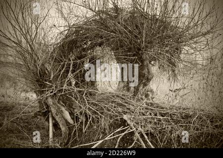 ASTEN, AUTRICHE - 29 MARS 2014 : saules blancs géants (salix alba) dans une forêt riveraine près du danube Banque D'Images