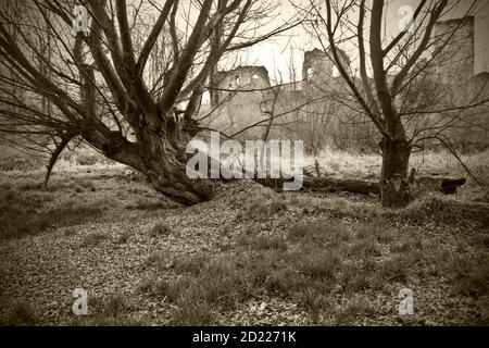 ASTEN, AUTRICHE - 29 MARS 2014 : saules blancs géants (salix alba) dans une forêt riveraine près du danube Banque D'Images