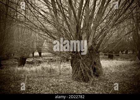 ASTEN, AUTRICHE - 29 MARS 2014 : saules blancs géants (salix alba) dans une forêt riveraine près du danube Banque D'Images