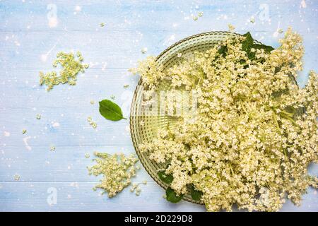 Des brindilles fraîches de fleur de sureau dans un bol prêt à préparer des sirup faits maison de fleur de sureau. Vue de dessus avec espace de copie. Banque D'Images