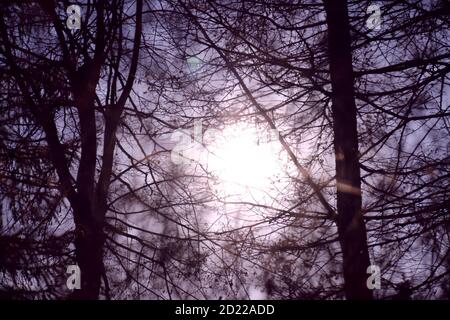 Le soleil se couche derrière les arbres dans la forêt d'hiver. Coucher de soleil avec le soleil de départ derrière les silhouettes d'arbres Banque D'Images