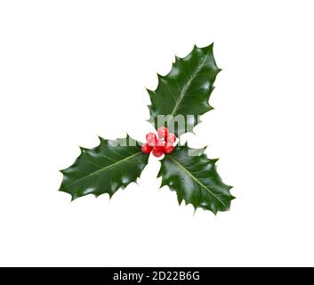 Une branche, trois feuilles, de houx vert et de baies rouges pour la décoration de Noël isolée sur fond blanc. Banque D'Images