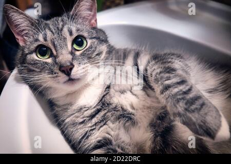 Chat domestique allongé dans l'évier. Le chat est ventre vers le haut. Animal de compagnie dans la salle de bains. Banque D'Images