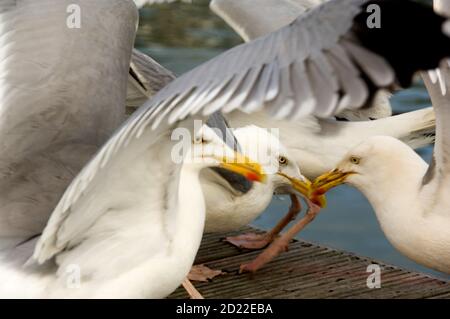 Mouettes approchant d'un bateau de pêche et luttant pour la tremblante du poisson jetés par les pêcheurs lorsqu'ils nettoient leurs bateaux et trier leurs prises Banque D'Images