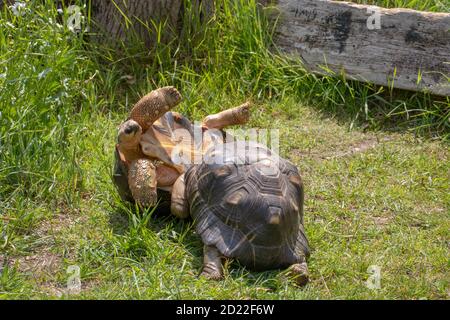 Tortues rayonnées (Astrochelys radiata). Deux hommes se battent pour gagner et établir la domination sur l'autre. Plastron avant projetant des goujures Banque D'Images