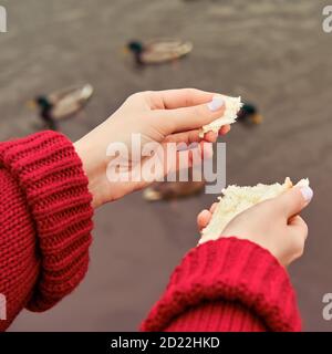 La jeune femme nourrit les oiseaux sur la laker d'automne, main gros-sur Banque D'Images