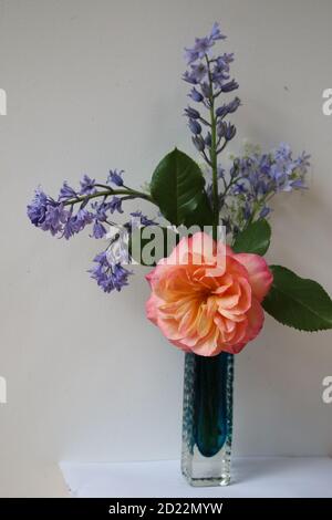 Gros plan d'un vase bleu en verre d'art avec bouquet de fleurs printanières parfumées avec cloches, tige de rose abricot dans intérieur pleine fleur avec dos blanc Banque D'Images