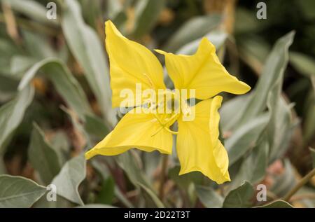Missouri Evening Primrose (Oenothera macrocarpa) alias Ozark Sundrops. Banque D'Images