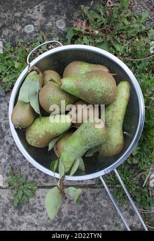 Gros plan poires mûres fraîches bio nutritif délicieux, fraîchement creusé pommes de terre crues à la maison cultivées dans le pays anglais allotissement jardin récoltés en automne Banque D'Images