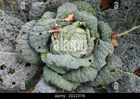 Gros plan de grands choux verts, montrant des nervures de feuilles courbés avec centre rond compact de la maison végétale cultivée dans le jardin biologique de pays anglais Banque D'Images