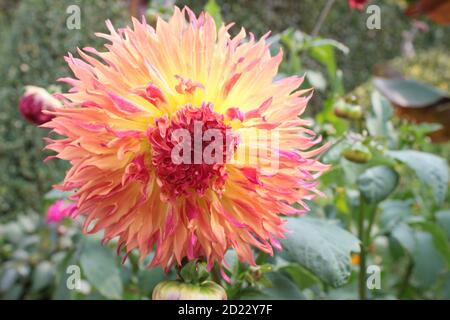 Vue rapprochée d'une magnifique couleur jaune rose dahlia, fleur organique à plusieurs pétales en pleine floraison dans le jardin de campagne anglais d'été Banque D'Images