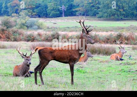 Londres, Royaume-Uni. 6 octobre 2020. Cerf rouge dans le parc Richmond au début de la saison de rutting. Credit: JOHNNY ARMSTEAD/Alamy Live News Banque D'Images