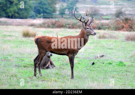 Londres, Royaume-Uni. 6 octobre 2020. Cerf rouge dans le parc Richmond au début de la saison de rutting. Credit: JOHNNY ARMSTEAD/Alamy Live News Banque D'Images