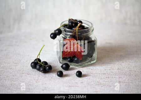 Raisins de Corinthe noirs dans un pot en verre. Baies fraîches avec feuilles et tiges. Récolte d'automne. Aliments biologiques. Photographie de la vie Banque D'Images