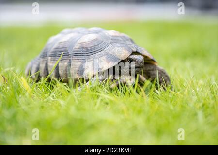 Tortue Testudo marginata tortue continentale européenne marchant sur l'herbe verte en gros plan faune. Banque D'Images