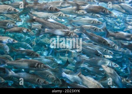 shoal of fish, photo numérique comme arrière-plan Banque D'Images