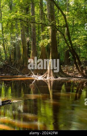 Images de voyage et de paysage dans le parc national de Congaree au sud Caroline, États-Unis Banque D'Images