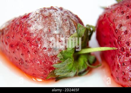 Vue rapprochée des fraises moeuses qui sont allées mal et sont donc allées au gaspillage. Banque D'Images