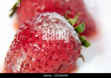 Vue rapprochée des fraises moeuses qui sont allées mal et sont donc allées au gaspillage. Banque D'Images