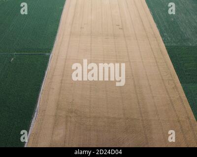 Champs agricoles, vue de dessus de la zone de mûrissement du blé située entre deux champs de maïs. Banque D'Images