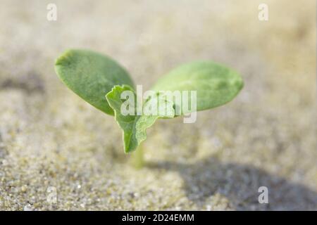 Une seule petite plante pousse sur la plage sur le sable. Concept d'érosion. Environnement sec. Banque D'Images