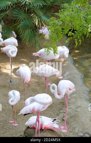 Groupe de grands flamants (Phoenicopterus roseus), reposant près d'une rivière. Mise au point sélective. Banque D'Images