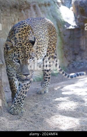 Randonnée au léopard sri lankais (Panthera pardus kotiya) Banque D'Images